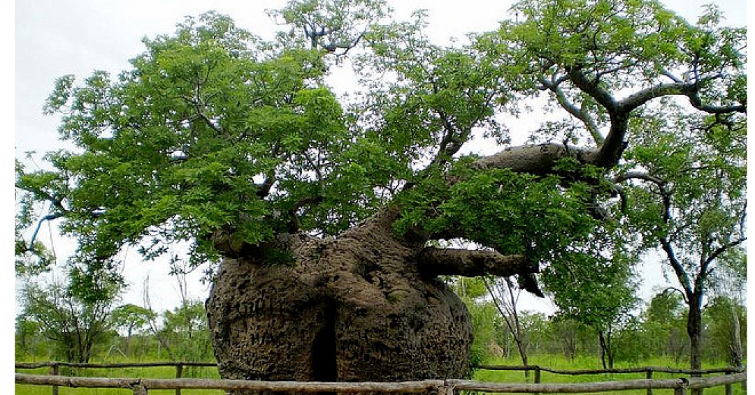عجیب ترین درختان جهان