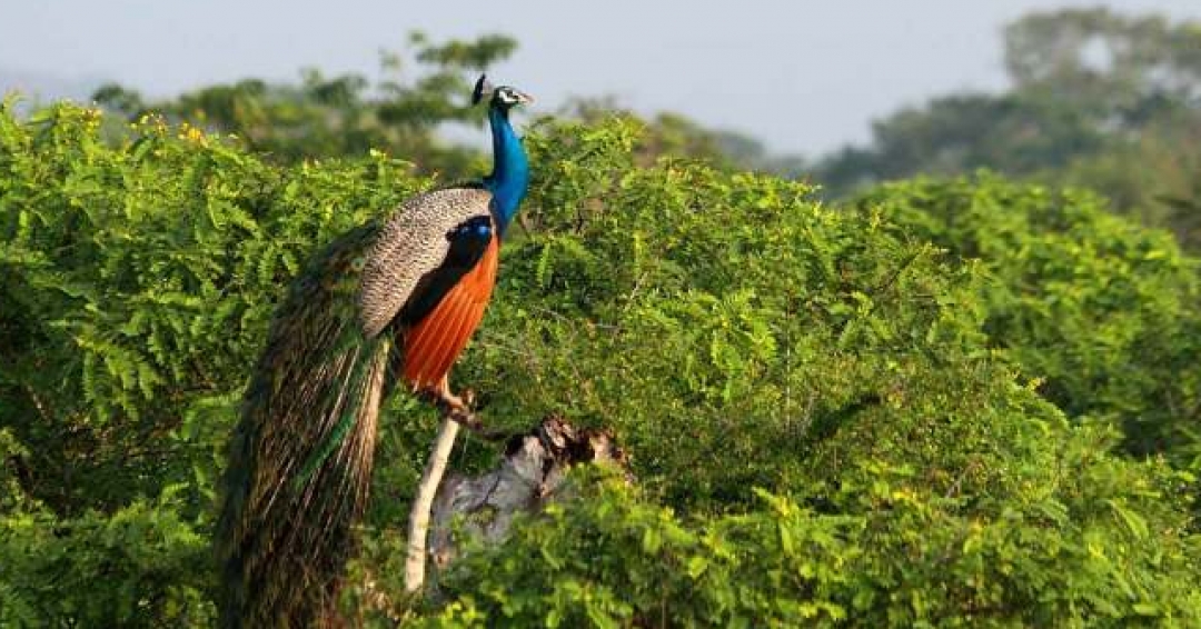 جاذبه های گردشگری سریلانکا