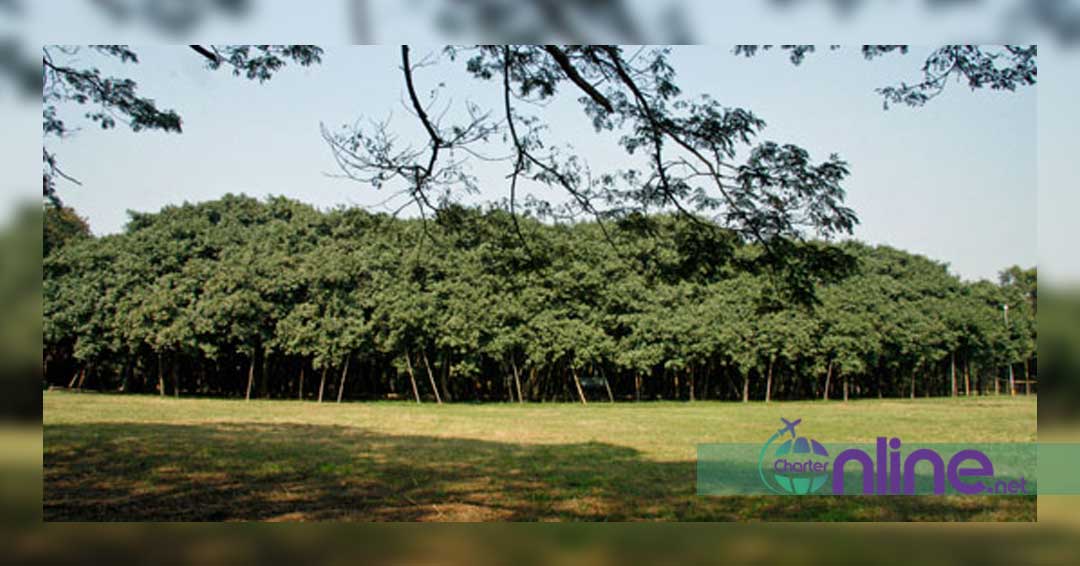 عجیب ترین جنگل های دنیا