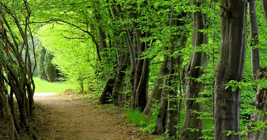 جنگل های زیبای ایران